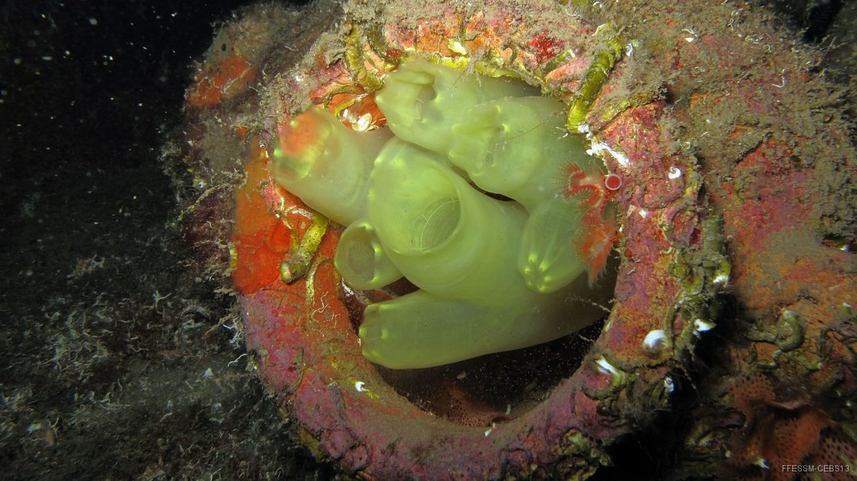 060 Cione jaune (Ciona edwardsi).JPG - Cione jaune (Ciona cf intestinalis) : Coloration jaune plus ou moins translucide